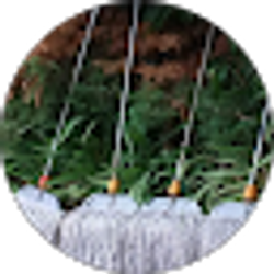 Profile photo of Mary McKay