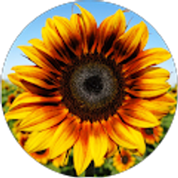 Profile photo of Blanca Olmos