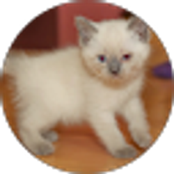 Profile photo of paula primeau