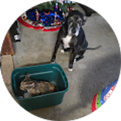 Profile photo of Thomas Shai