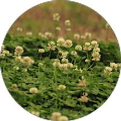 Profile photo of Isa Rose