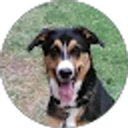 Profile photo of Peggy Rico