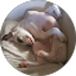 Profile photo of T V