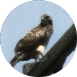 Profile photo of Joe Warren