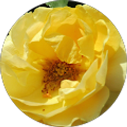 Profile photo of Calandra Cenales