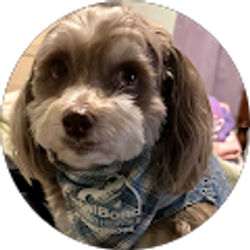 Profile photo of Ornela