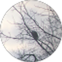 Profile photo of Lyle Jacobsen
