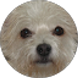 Profile photo of Cj Mazone