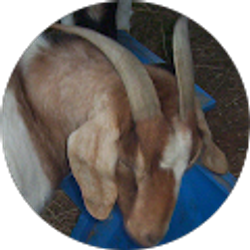 Profile photo of James Pickle