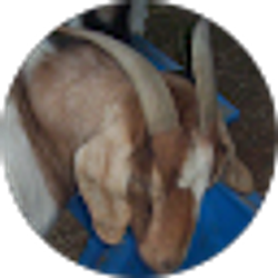 Profile photo of James Pickle
