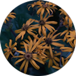 Profile photo of Silver Arrow