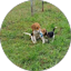 Profile photo of Robert Sebesta