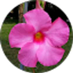 Profile photo of Patricia Snydstrup