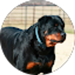 Profile photo of Denton Holland