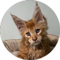 Profile photo of Carol Garnett