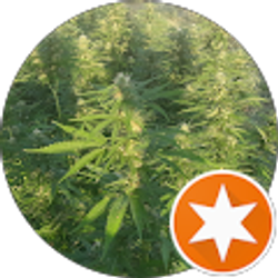 Profile photo of Ron Pollard