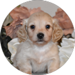 Profile photo of Annette Eccles