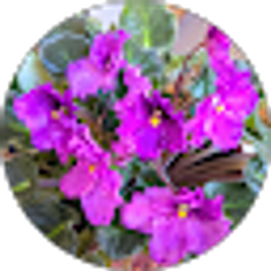 Profile photo of Rebecca K