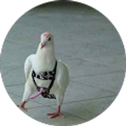 Profile photo of strapon pigeon