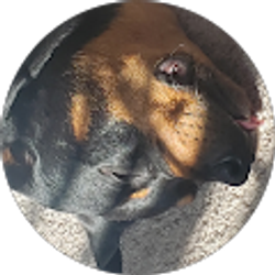 Profile photo of mesh