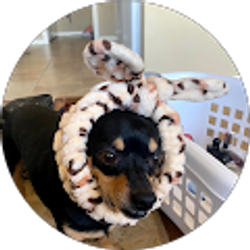 Profile photo of Molly Parra