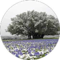 Profile photo of Randy R.