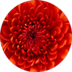 Profile photo of Paty Esp