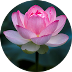 Profile photo of Camtien Nguyen