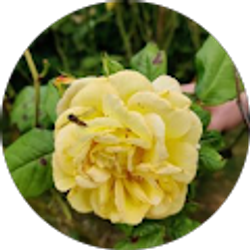 Profile photo of Anayeli Lujano