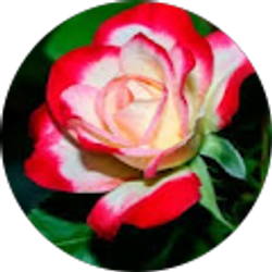 Profile photo of Olivia Rivera