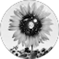 Profile photo of eren yeager