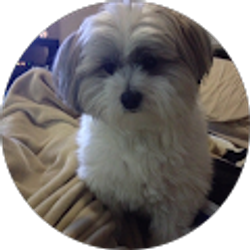 Profile photo of Vu nguyen