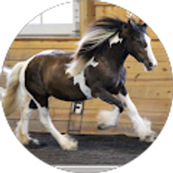 Profile photo of sandi segursky