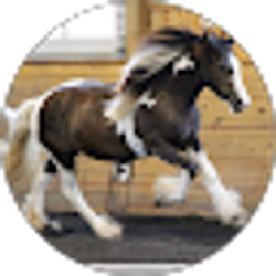 Profile photo of sandi segursky