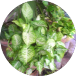 Profile photo of Gloria Cortez