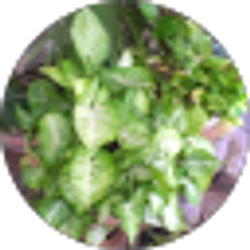 Profile photo of Gloria Cortez