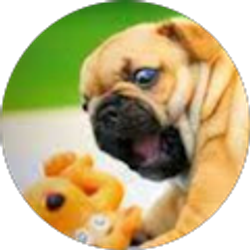 Profile photo of Patrick Rojas