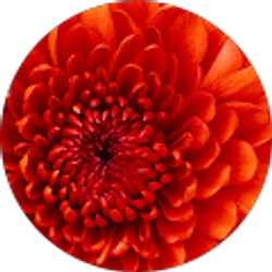 Profile photo of Natalie Saltigerald