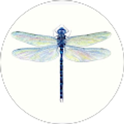 Profile photo of Deana