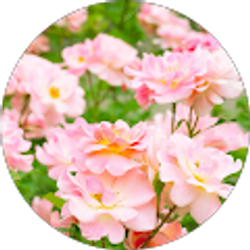 Profile photo of Anna Lam