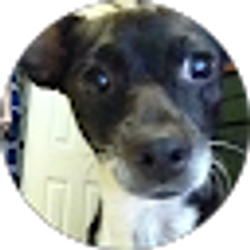 Profile photo of Juablo Viveros