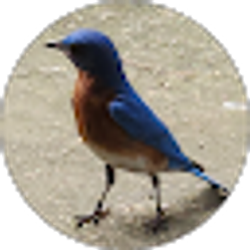 Profile photo of Cindy Rodgers