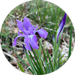 Profile photo of audrey ward