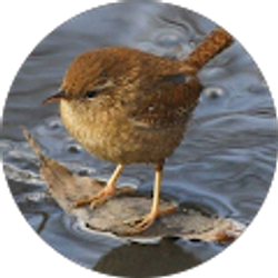 Profile photo of Camilla