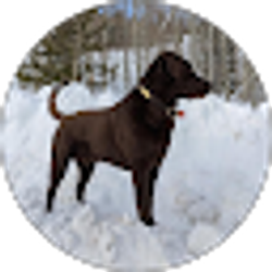 Profile photo of Dana Morton