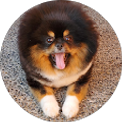 Profile photo of Dan Nguyen (Dan Nguyen)