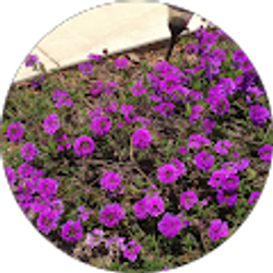 Profile photo of A Baldwin