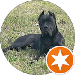 Profile photo of Striped Beard