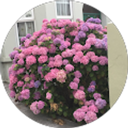 Profile photo of Morgan Nesemeier