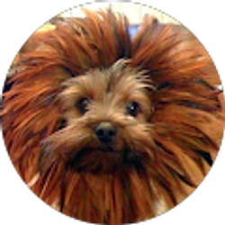 Profile photo of Kris Gillson